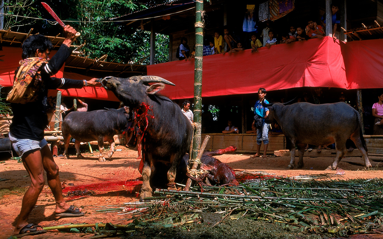 Toraja - cesta do říše duší / 3. díl 